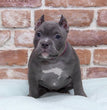 American Bully 