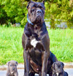 Cane Corso - Dav Pet Lover