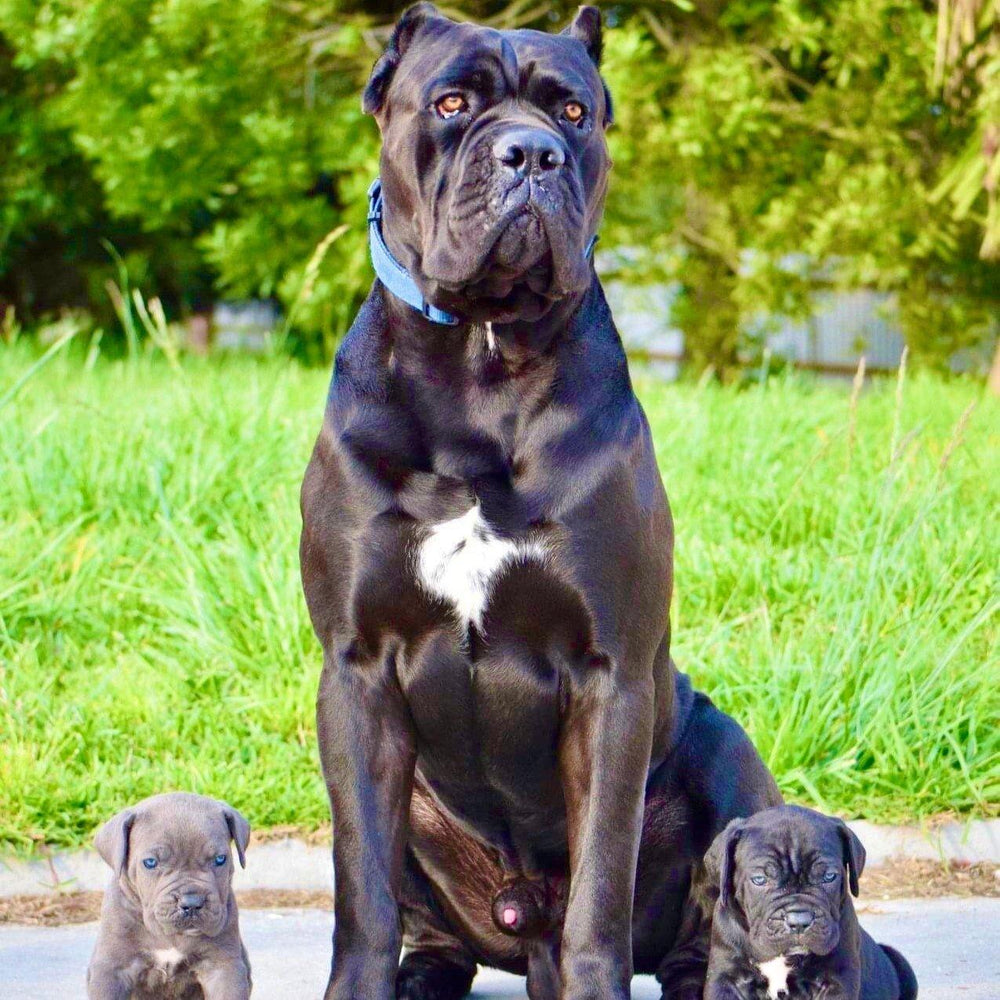 Cane Corso - Dav Pet Lover