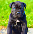Cane Corso - Dav Pet Lover
