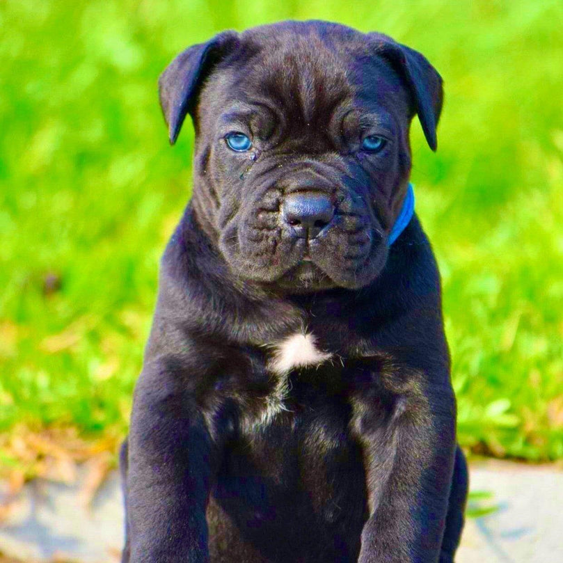 Cane Corso - Dav Pet Lover