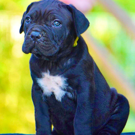 Cane Corso - Dav Pet Lover