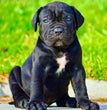 Cane Corso - Dav Pet Lover