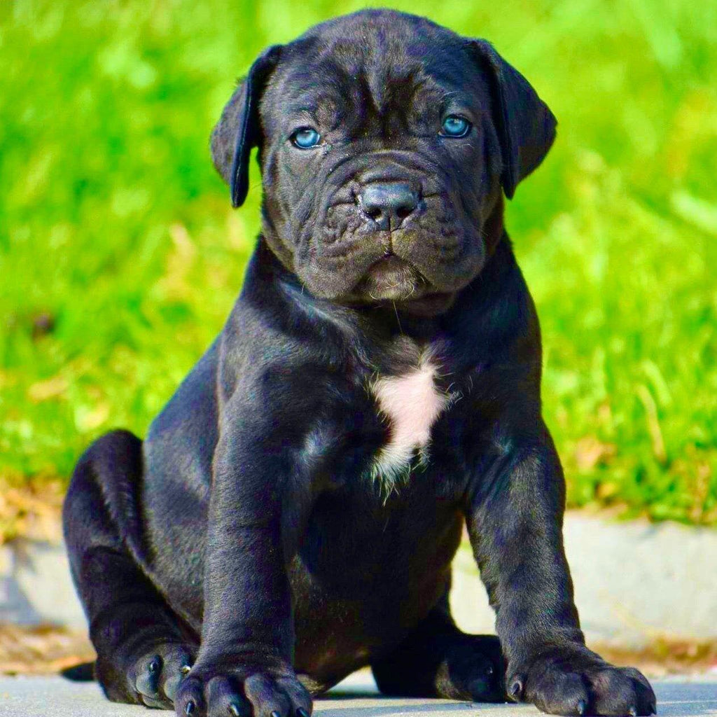 Cane Corso - Dav Pet Lover