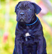 Cane Corso - Dav Pet Lover