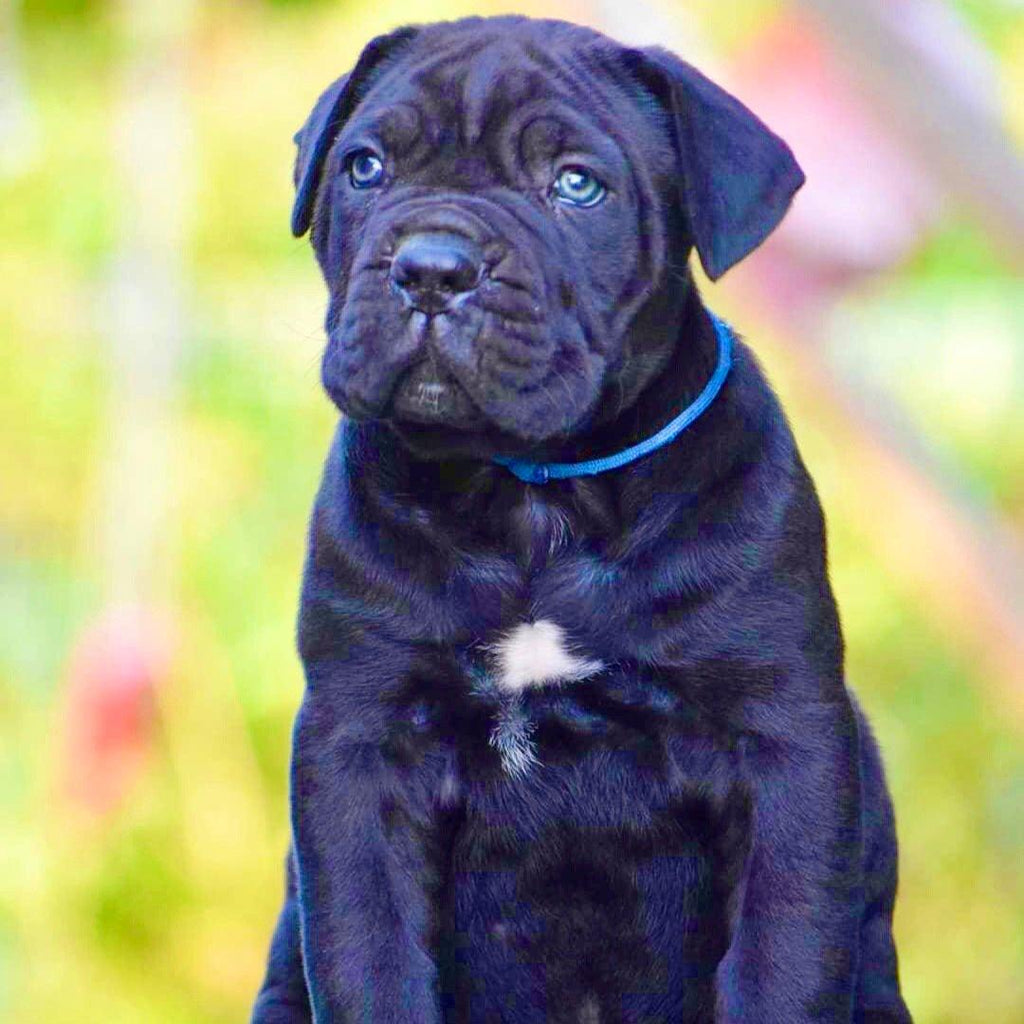 Cane Corso - Dav Pet Lover