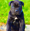 Cane Corso - Dav Pet Lover