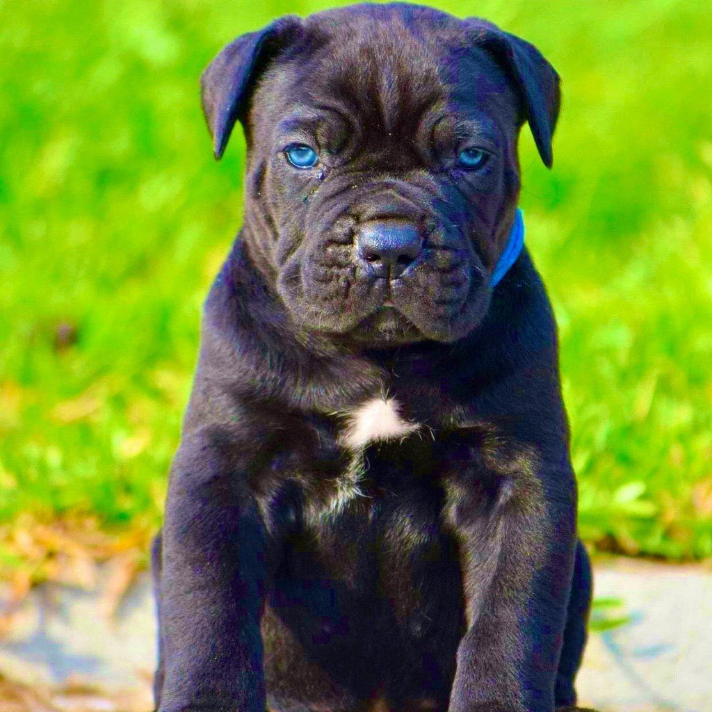 Cane Corso - Dav Pet Lover