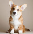 Cardigan Welsh Corgi - Dav Pet Lovers