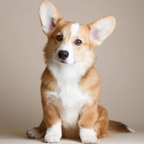 Cardigan Welsh Corgi - Dav Pet Lovers