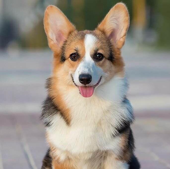 Cardigan Welsh Corgi - Dav Pet Lovers