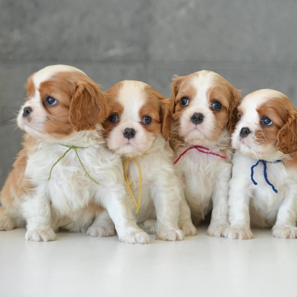 Cavalier King Charles - Dav Pet Lovers