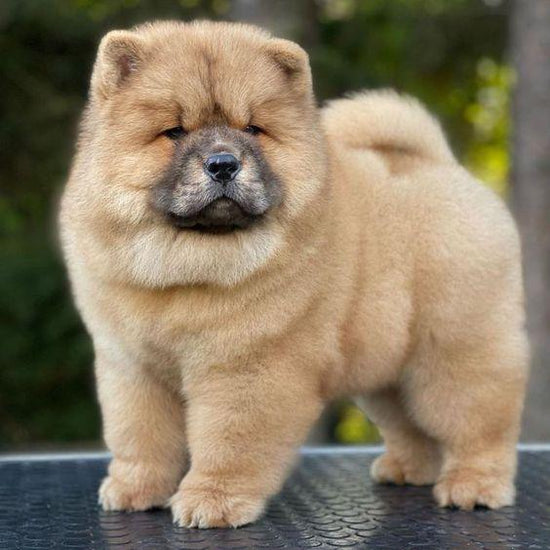 chow chow puppy