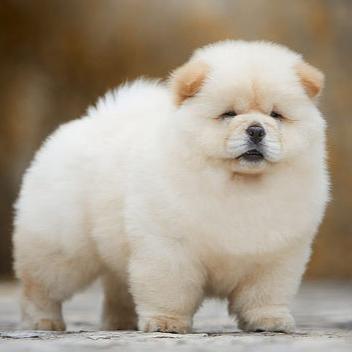 chow chow puppy