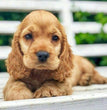 Cocker Spaniel - Dav Pet Lovers