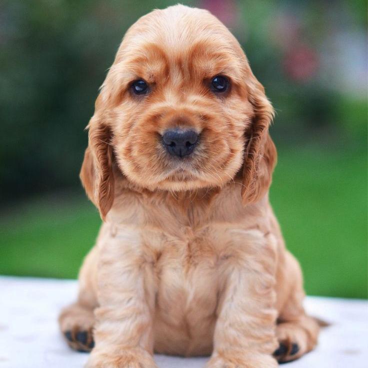 Cocker Spaniel - Dav Pet Lovers