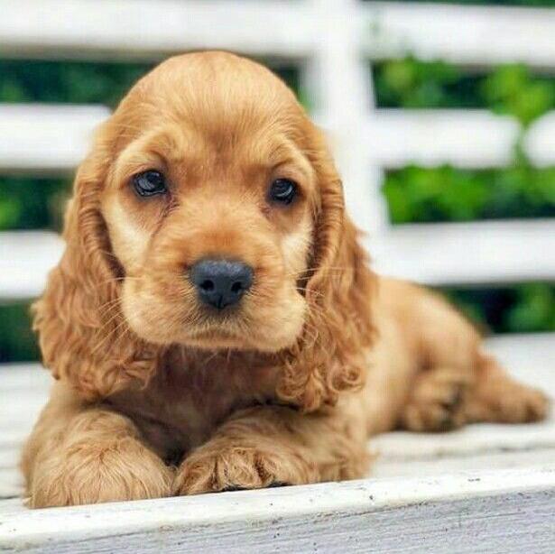 Cocker Spaniel - Dav Pet Lovers