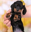 Dachshund - Dav Pet Lovers