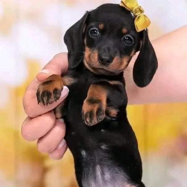 Dachshund - Dav Pet Lovers