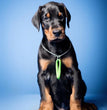 Doberman - Dav Pet Lovers