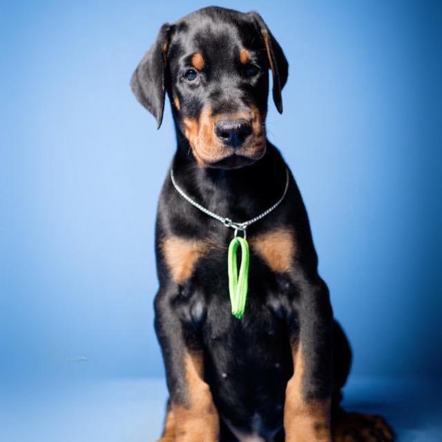 Doberman - Dav Pet Lovers