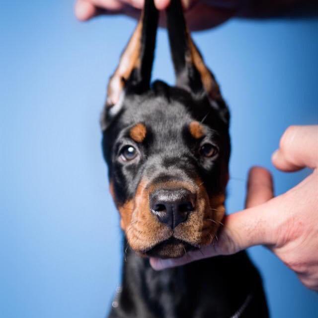 Doberman - Dav Pet Lovers