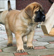 English Mastiff - Dav Pet Lovers