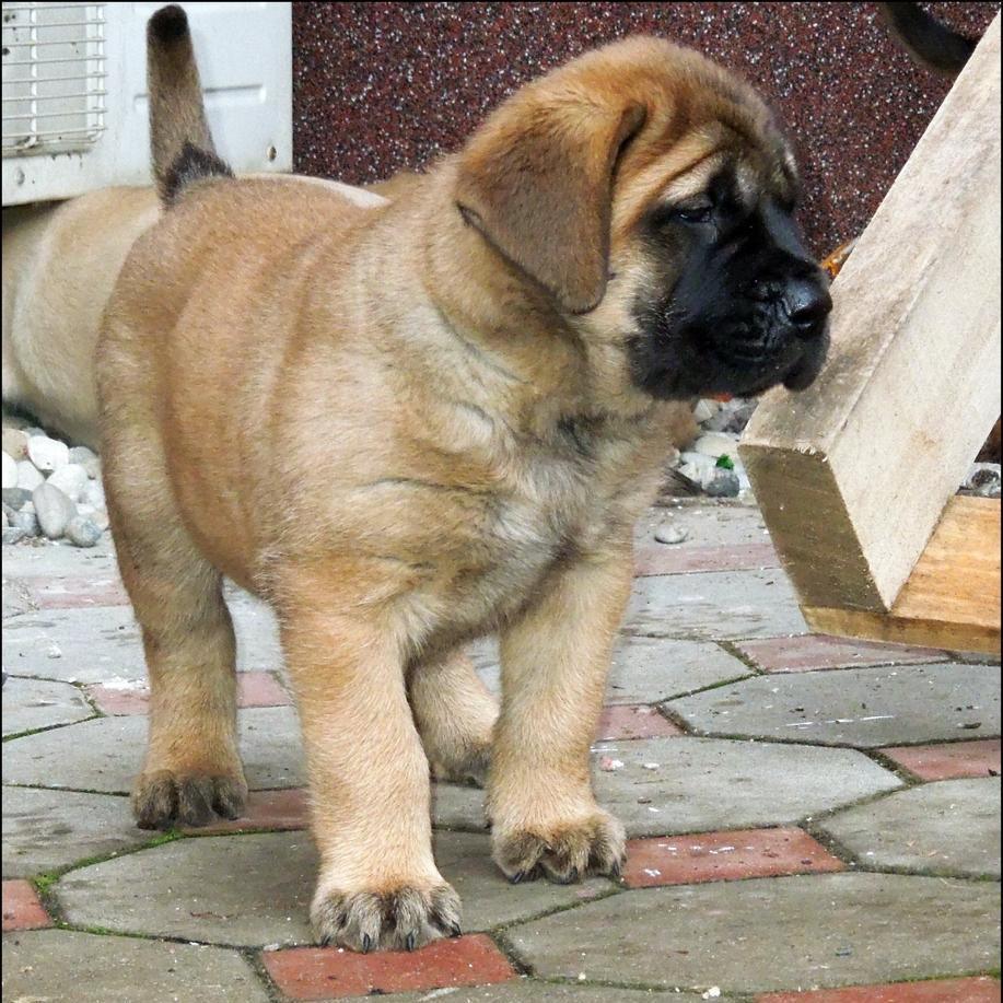 English Mastiff - Dav Pet Lovers