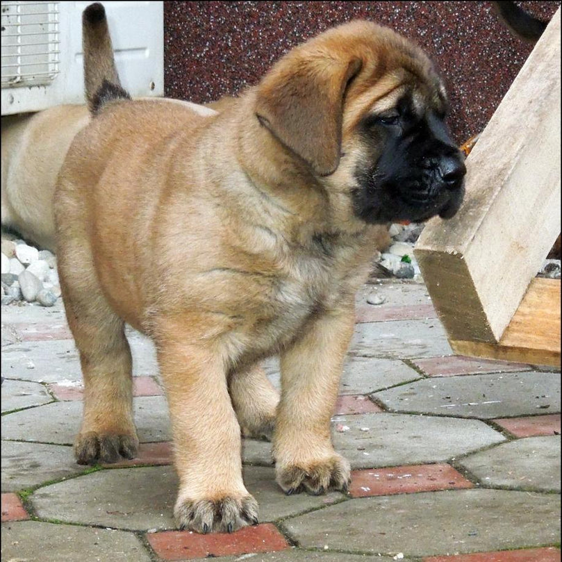 English Mastiff - Dav Pet Lovers