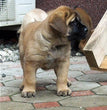 English Mastiff - Dav Pet Lovers