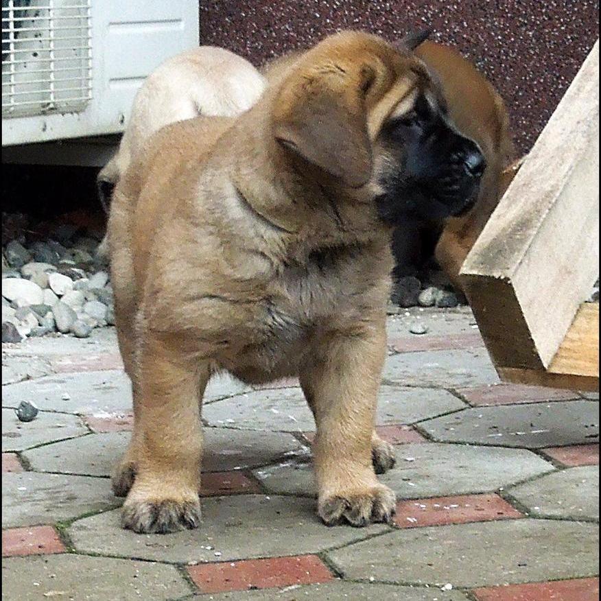 English Mastiff - Dav Pet Lovers