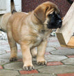 English Mastiff - Dav Pet Lovers