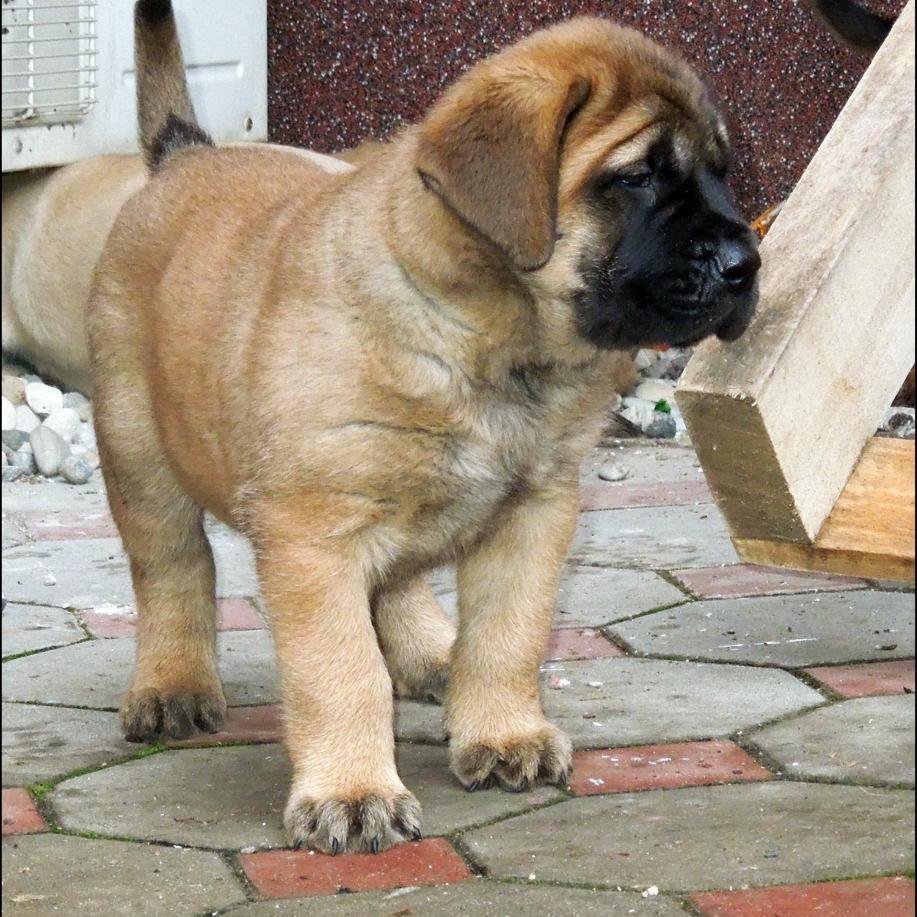 English Mastiff - Dav Pet Lovers