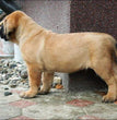 English Mastiff - Dav Pet Lovers