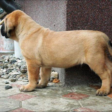 English Mastiff - Dav Pet Lovers