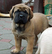 English Mastiff - Dav Pet Lovers