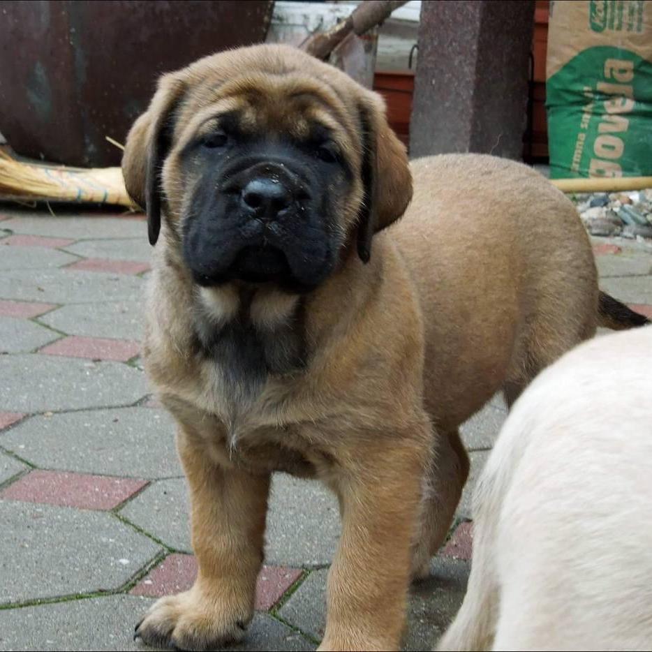 English Mastiff - Dav Pet Lovers