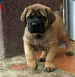 English Mastiff - Dav Pet Lovers