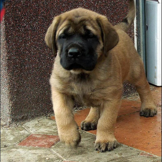 English Mastiff - Dav Pet Lovers