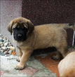 English Mastiff - Dav Pet Lovers