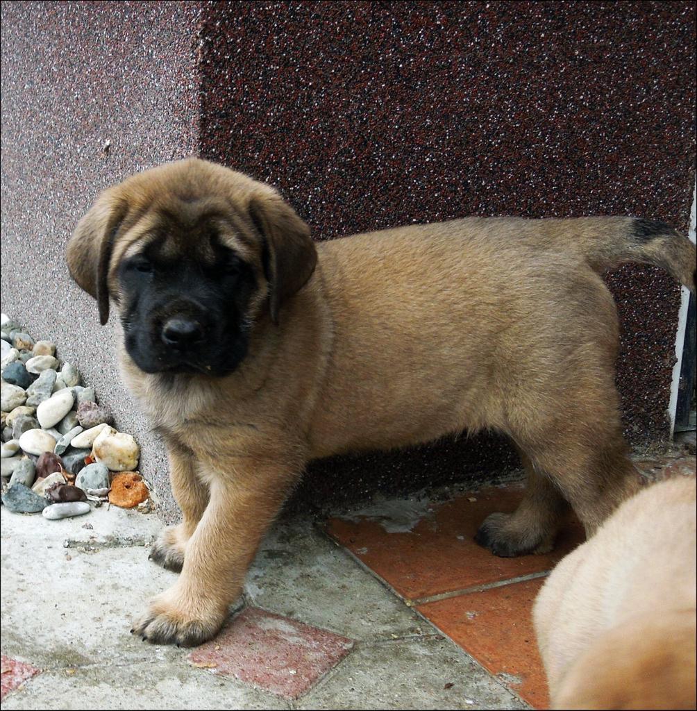 English Mastiff - Dav Pet Lovers