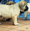 English Mastiff - Dav Pet Lovers