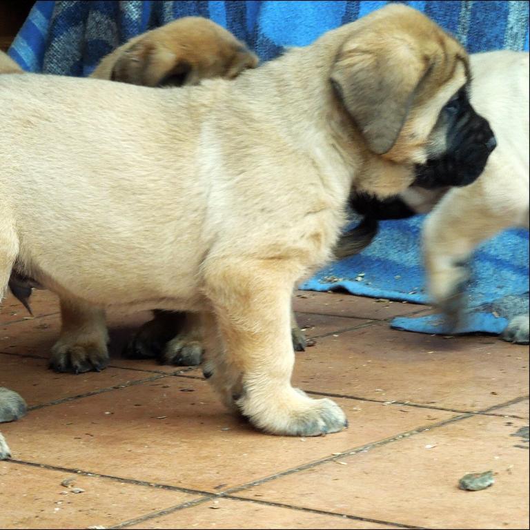 English Mastiff - Dav Pet Lovers