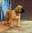 English Mastiff - Dav Pet Lovers