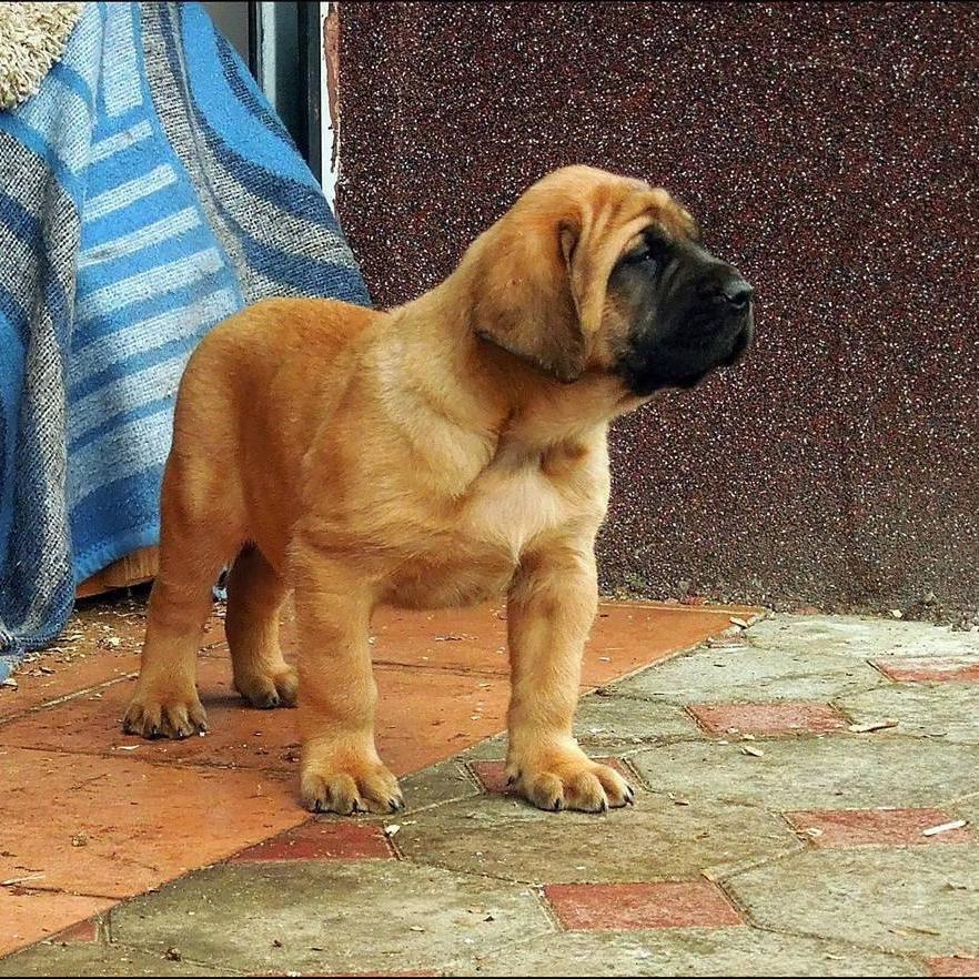 English Mastiff - Dav Pet Lovers