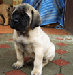 English Mastiff - Dav Pet Lovers