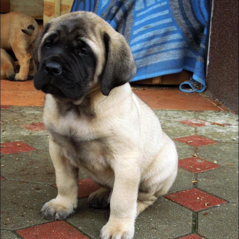 English Mastiff - Dav Pet Lovers