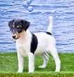 Fox Terrier - Dav Pet Lovers