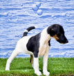 Fox Terrier - Dav Pet Lovers