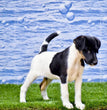 Fox Terrier - Dav Pet Lovers